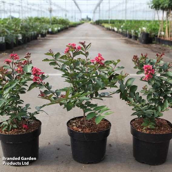 Lagerstroemia indica 'Coral Magic First Editions®'