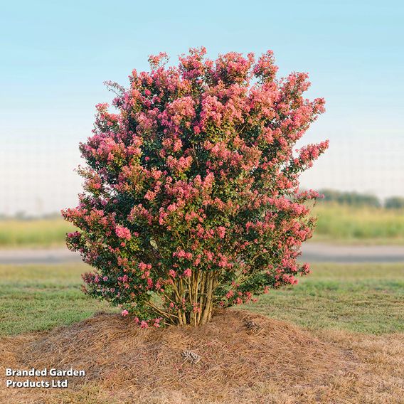Lagerstroemia indica 'Coral Magic First Editions®'