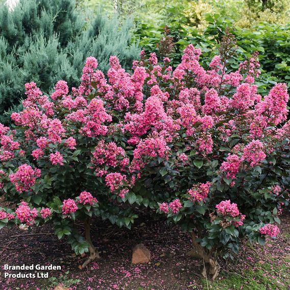Lagerstroemia indica 'Coral Magic First Editions®'