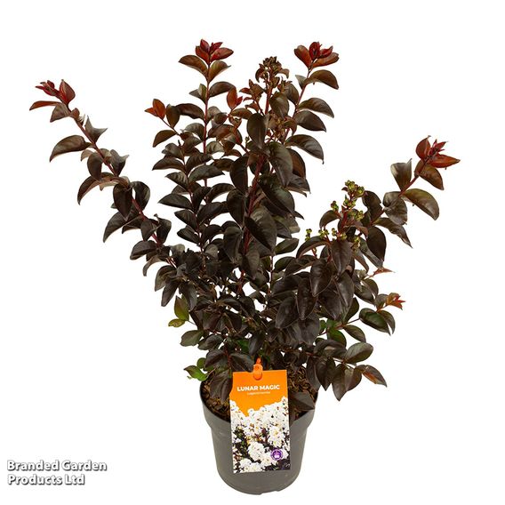 Lagerstroemia 'Lunar Magic'