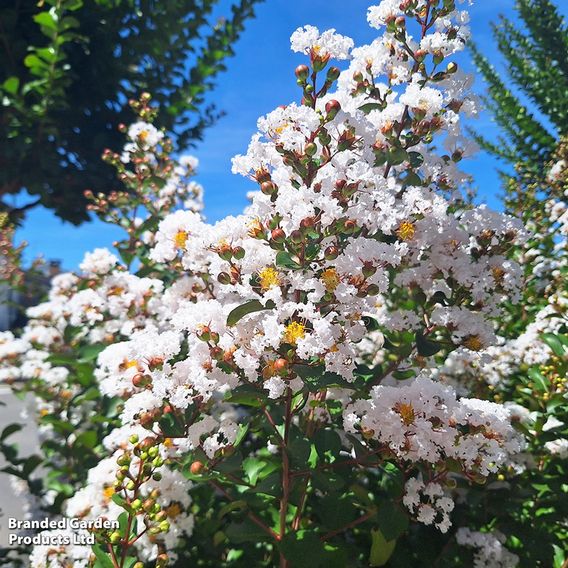 Lagerstroemia indica 'Neige D'Été'