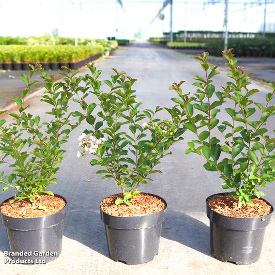 Lagerstroemia indica 'Neige D'Été'