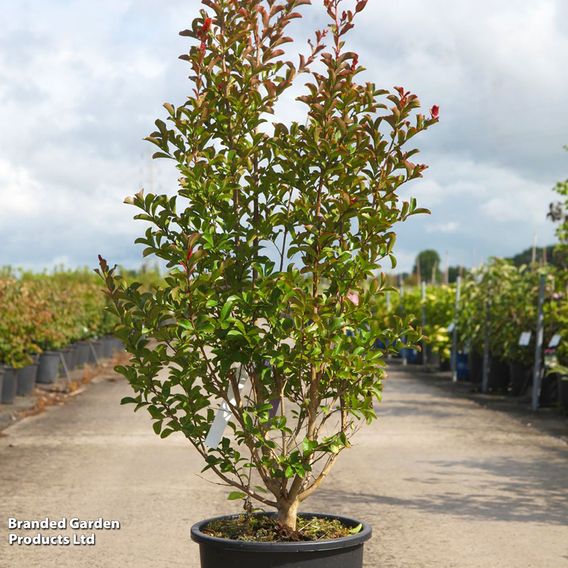 Lagerstroemia indica 'Neige D'Été'