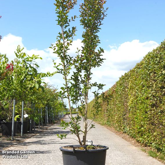 Lagerstroemia indica 'Neige D'Été'