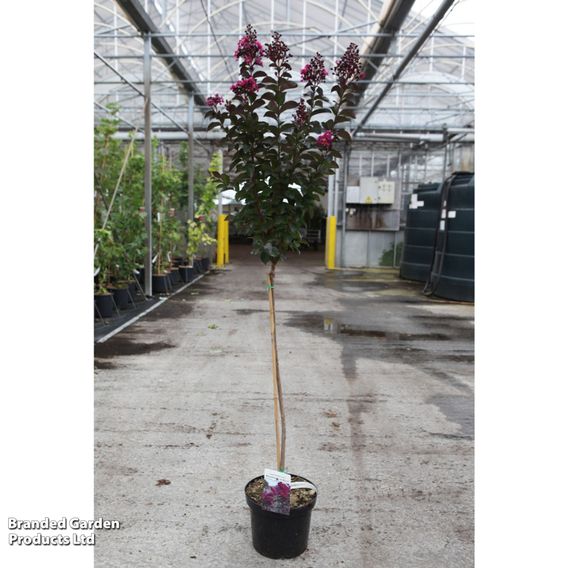 Lagerstroemia indica 'Rhapsody in Blue'