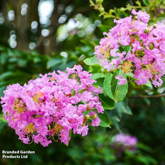 Lagerstroemia indica 'Rhapsody In Pink'