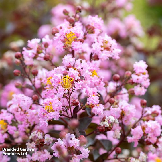 Lagerstroemia indica 'Rhapsody In Pink'