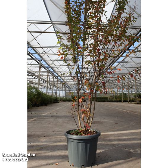 Lagerstroemia indica 'Rosea'