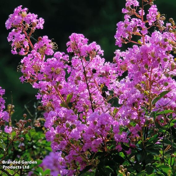 Lagerstroemia indica 'Violet D'Été'