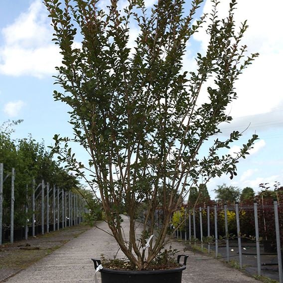 Lagerstroemia indica 'Violet D'Été'