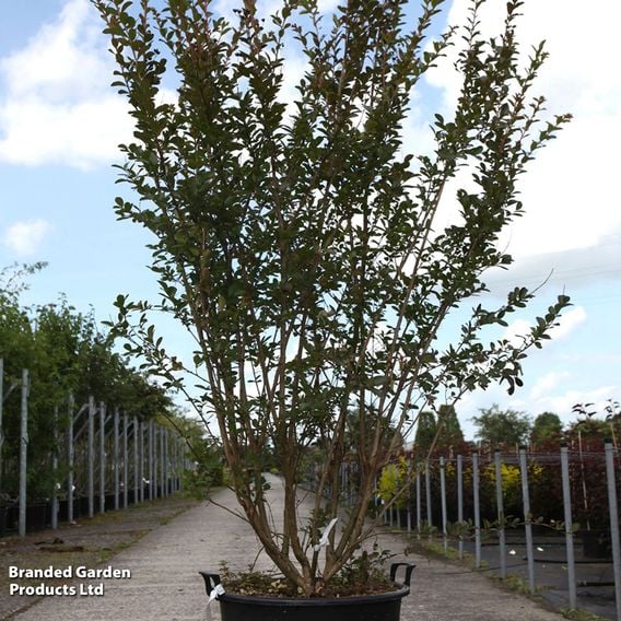 Lagerstroemia indica 'Violet D'Été'