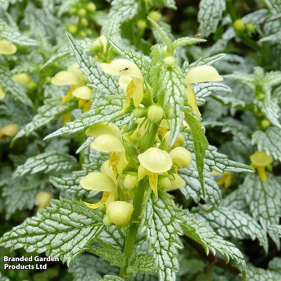 Lamium galeobdolon 'Hermann's Pride'