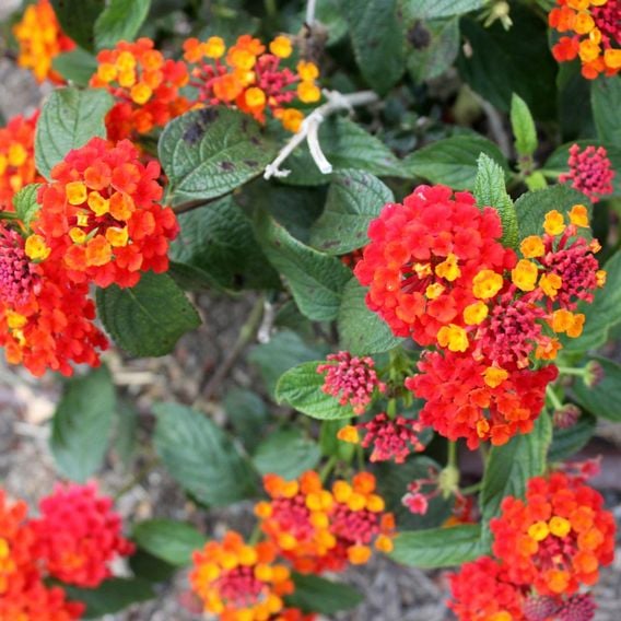 Lantana camara 'Dallas Red'