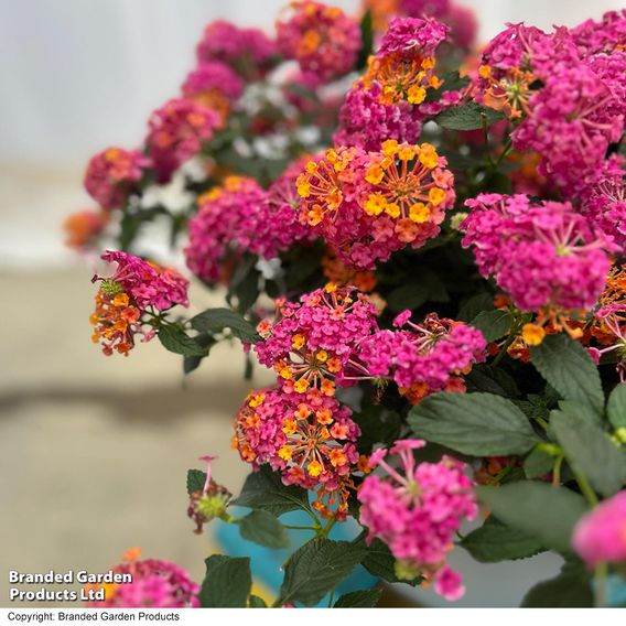 Lantana 'Passion Fruit'