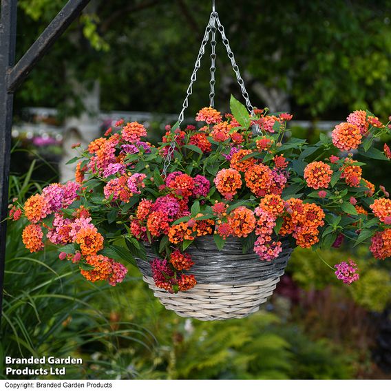 Lantana 'Passion Fruit'