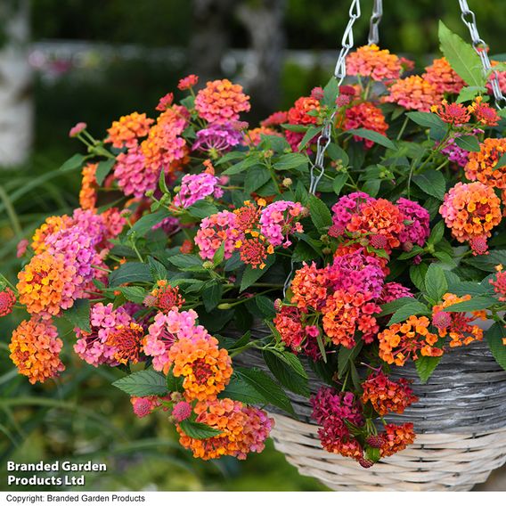 Lantana 'Passion Fruit'