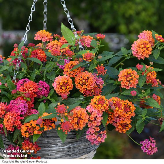 Lantana 'Passion Fruit'