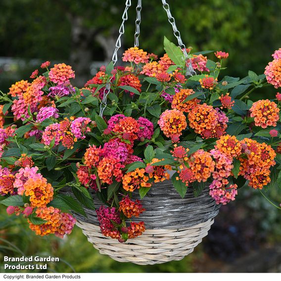 Lantana 'Passion Fruit'