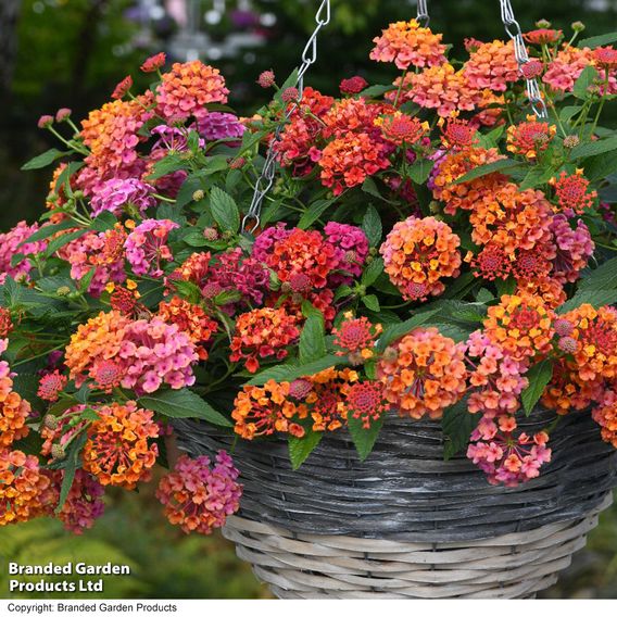 Lantana 'Passion Fruit'