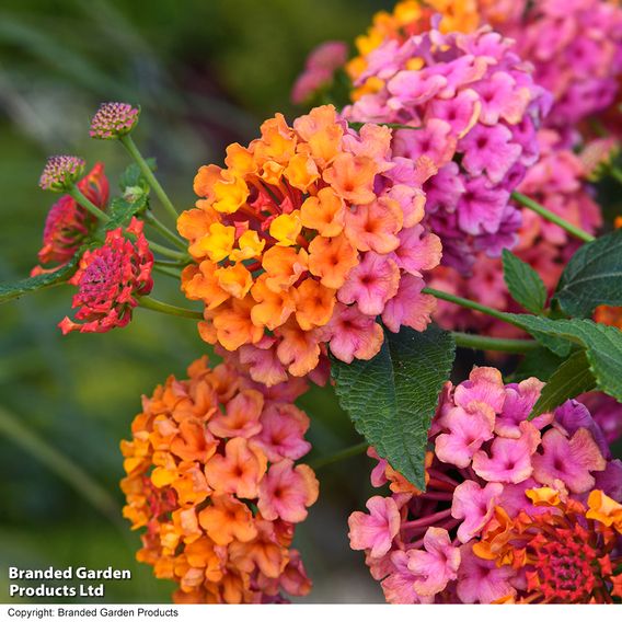 Lantana 'Passion Fruit'