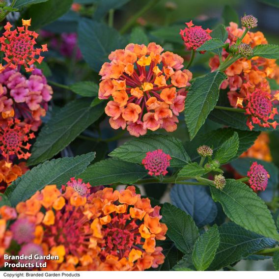 Lantana 'Passion Fruit'