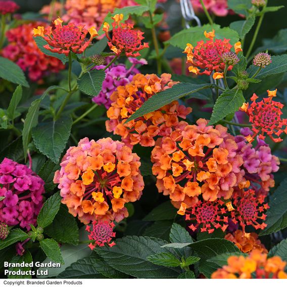 Lantana 'Passion Fruit'
