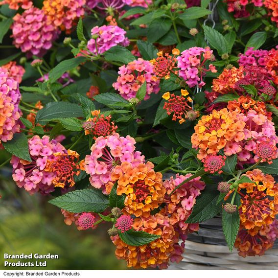 Lantana 'Passion Fruit'