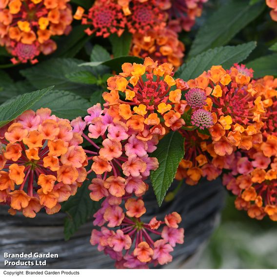 Lantana 'Passion Fruit'