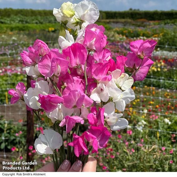 Sweet Pea 'Barbie Mix'