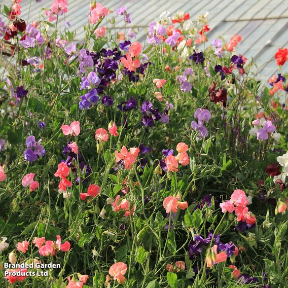 Sweet Pea 'Fragrant Tide Mix' - Seeds