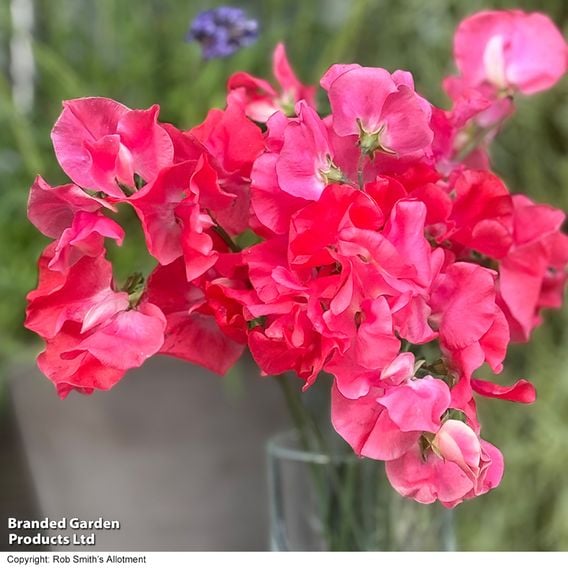 Sweet Pea 'Geranium Pink' - Seeds