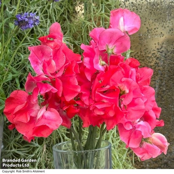 Sweet Pea 'Geranium Pink' - Seeds