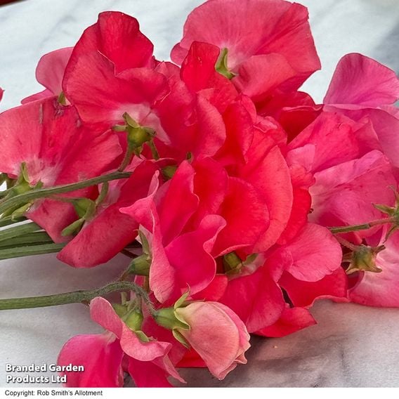Sweet Pea 'Geranium Pink' - Seeds