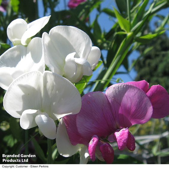 Sweet Pea 'Everlasting Mix' - Seeds