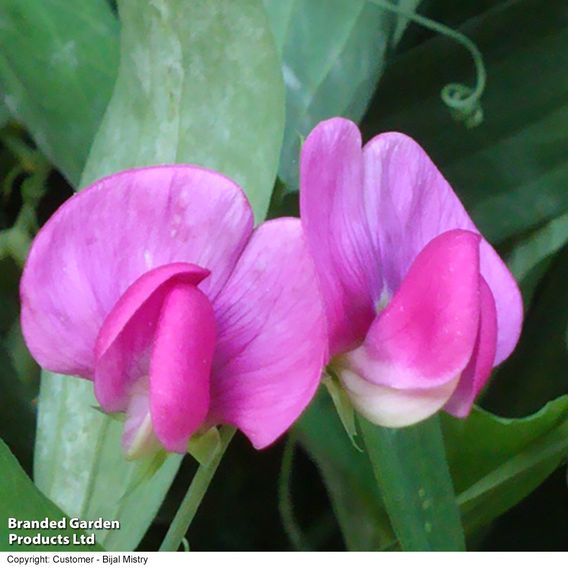 Sweet Pea 'Everlasting Mix' - Seeds