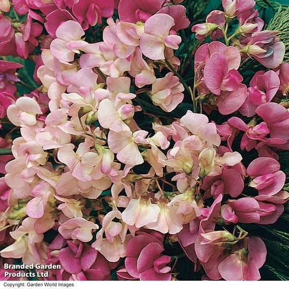 Sweet Pea 'Everlasting Mix' - Seeds