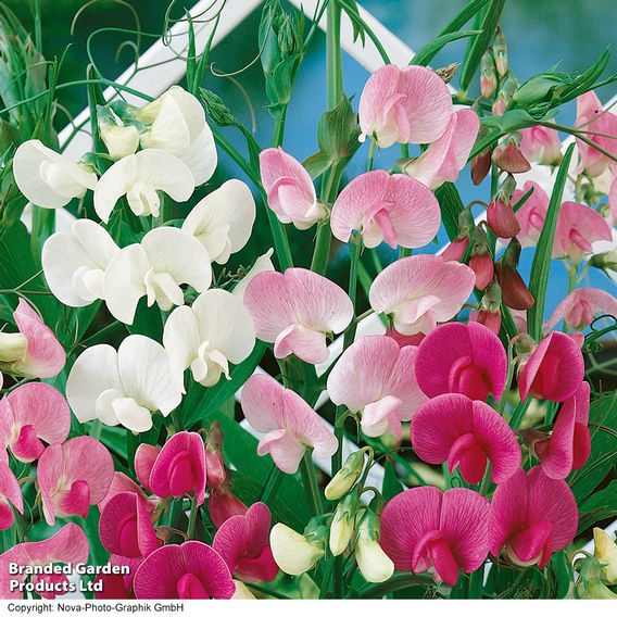 Sweet Pea 'Everlasting Mix' - Seeds