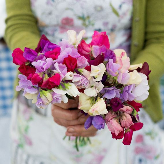 Sweet Pea 'Perfume Garden' - Seeds