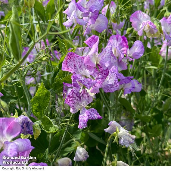 Sweet Pea 'Streamer Lavender' - Seeds