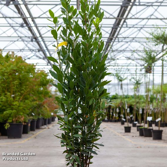 Laurus nobilis
