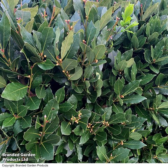 Laurus nobilis