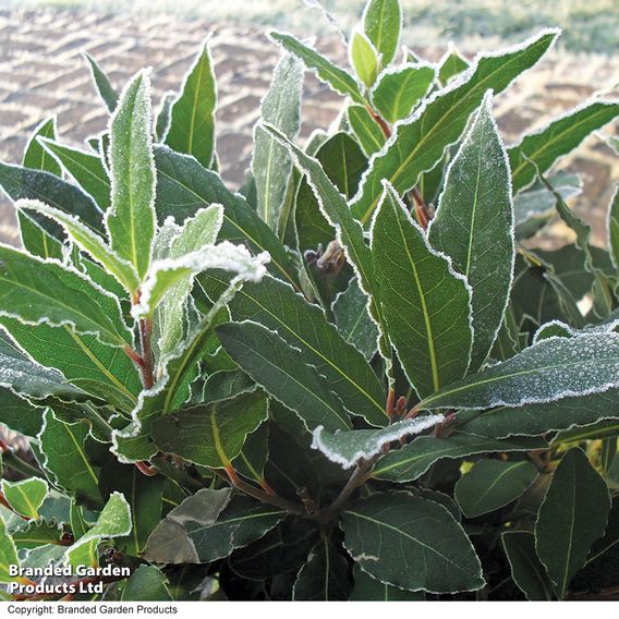 Laurus nobilis