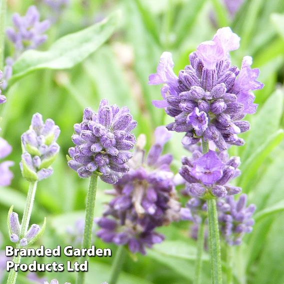 Lavender 'Dwarf Blue'