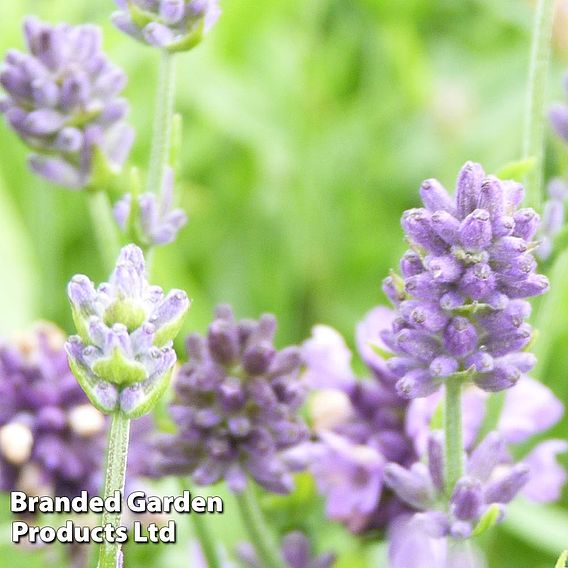 Lavender 'Dwarf Blue'