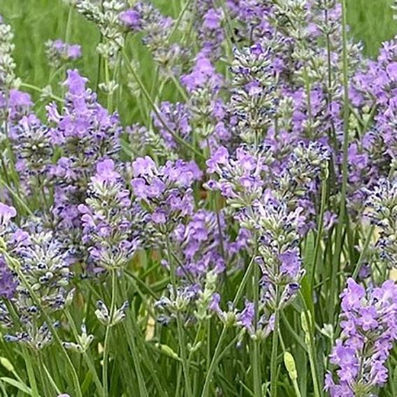 Lavender 'Ashdown Forest'