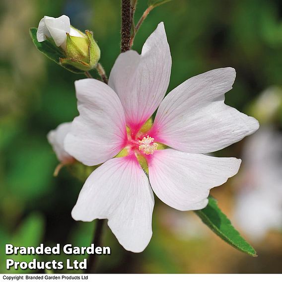 Lavatera x clementii 'Barnsley Baby'