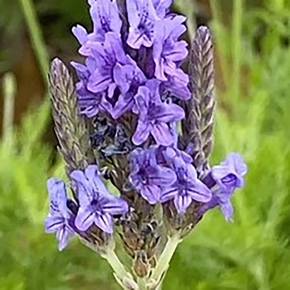 Lavender 'Christiana'