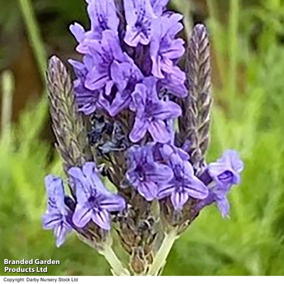 Lavender 'Christiana'