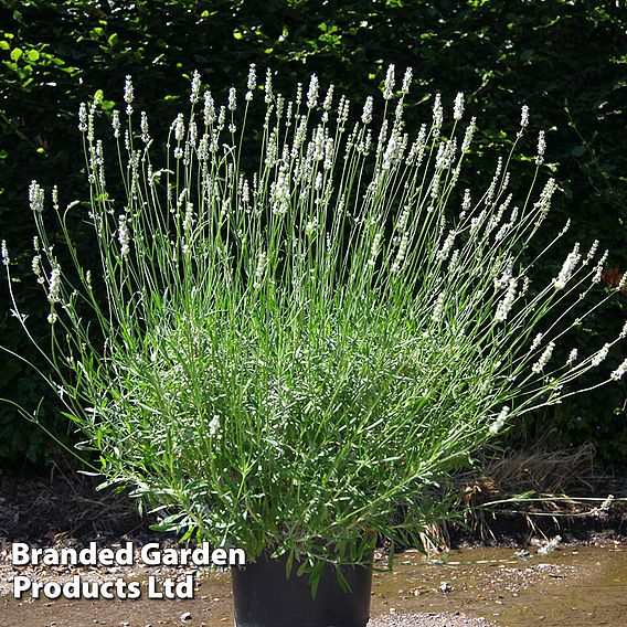 Lavender 'Exceptional'