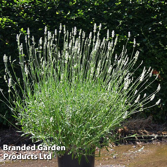 Lavender 'Exceptional'